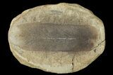 Fossil Neuropteris Seed Fern (Pos/Neg) - Mazon Creek #89923-2